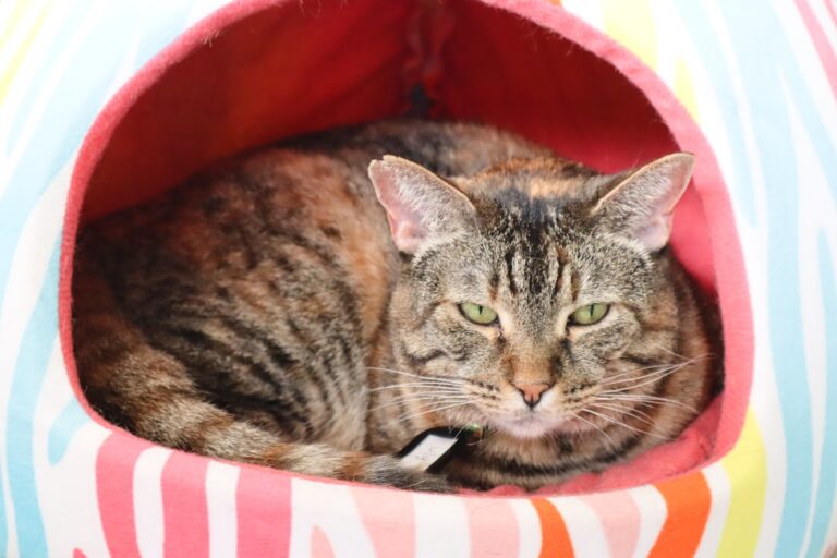 Target’s Vibrant New Cat Bed Is Too Sweet to Pass Up – PetHelpful