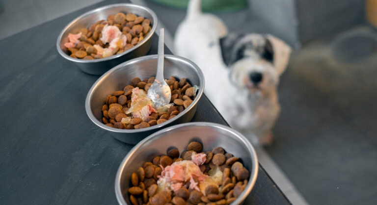 The Biggest Pet Food Recalls in History and What They Taught Us – AOL.com