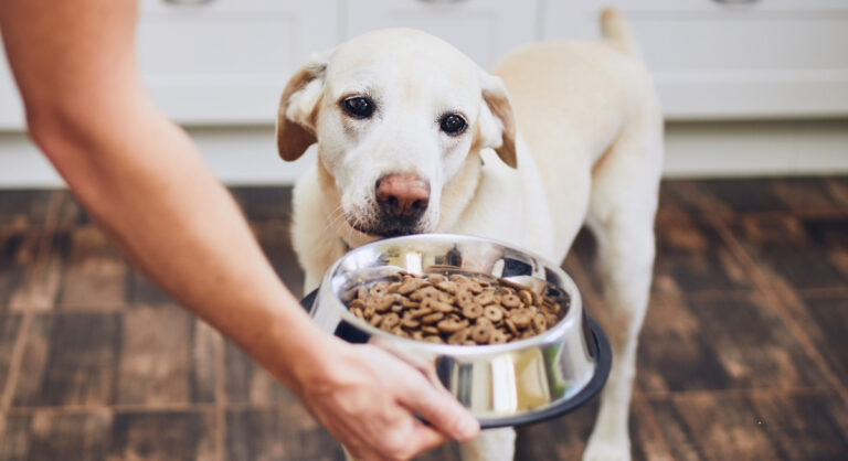 The Truth About Grain-Free Dog Food and the Heart Disease Scare – AOL