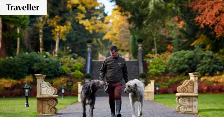 The unexpected highlight of a hotel can sometimes be a four-legged resident – Brisbane Times
