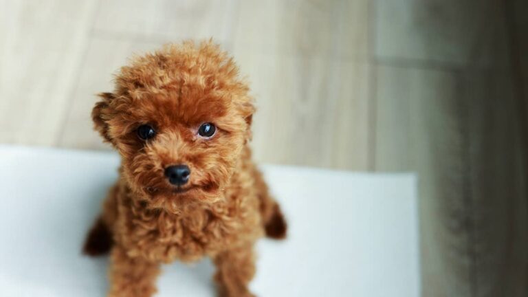 This Maltipoo Getting a Haircut Looks Just Like a Stuffed Animal – AOL.com