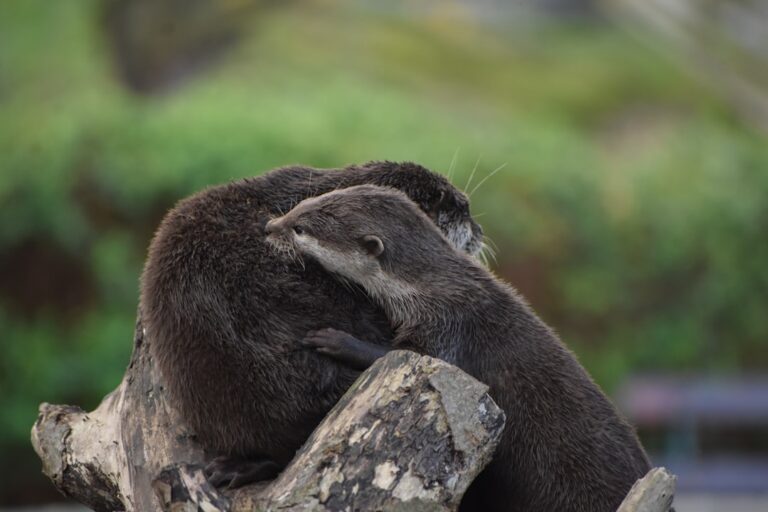 This ‘Tiny Moment’ Between an Otter and Her Baby Has Everyone Emotional – Parade Pets