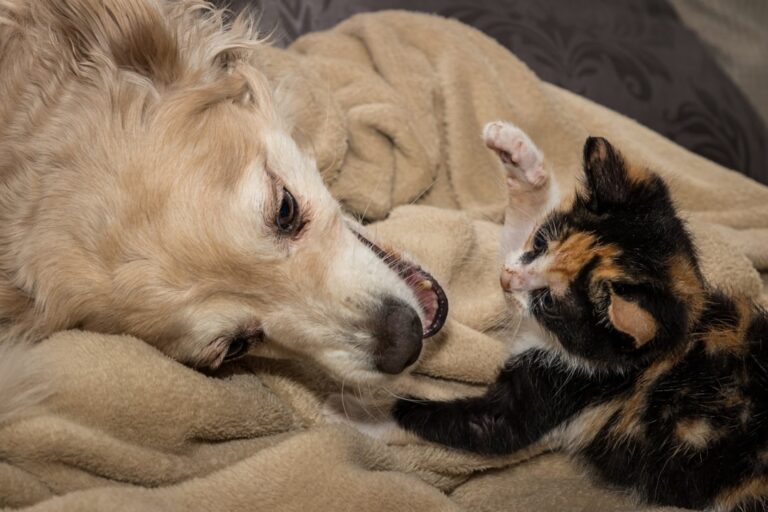 Three-Legged Dog and Kitten’s Friendship Is Melting Hearts – PetHelpful