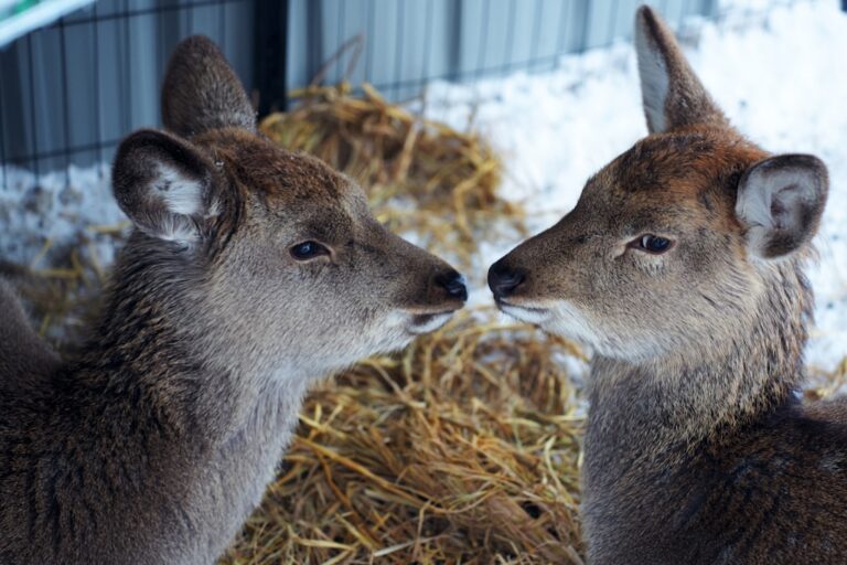 Tiny Deer Being Raised by Loving Golden Retriever Pack Is Straight Out of a Fairy Tale