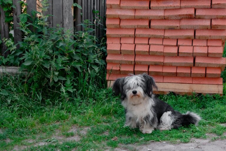Tiny Havanese Dog Refuses to Acknowledge His Baby Human Sister Until This Happened