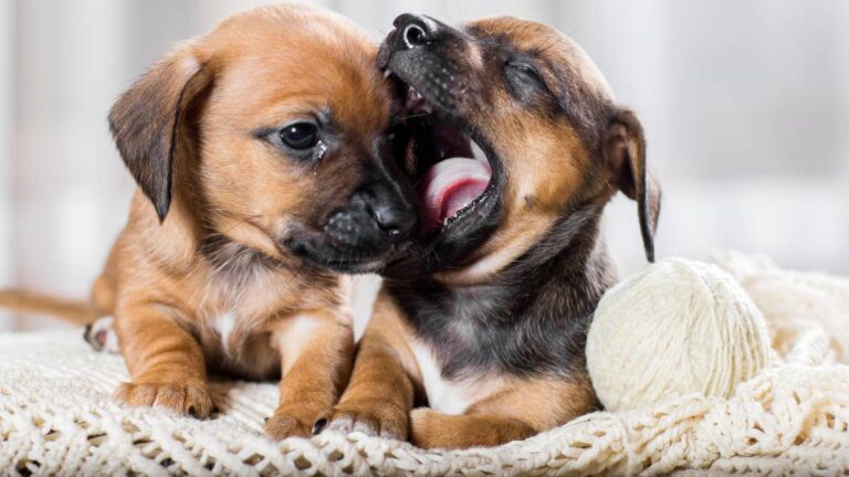 Tiny Newborn Dachshund Puppies Are the Cutest Little ‘House Dragons’ – AOL.com