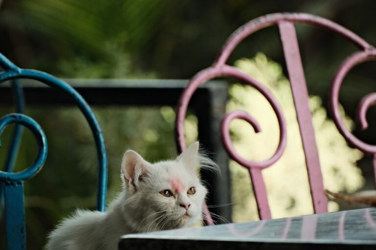 Tiny White Kitten With Pink Bows Has Major Marie From ‘The Aristocats’ Energy – Parade Pets