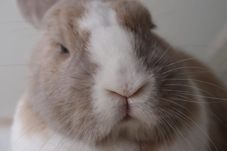 Toronto’s pet rabbits and the rescues looking for homes this Easter – TorontoToday.ca