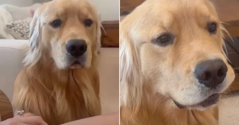 Dog Gets Confused After Owner Playfully Ignores Pet Request – DogTime