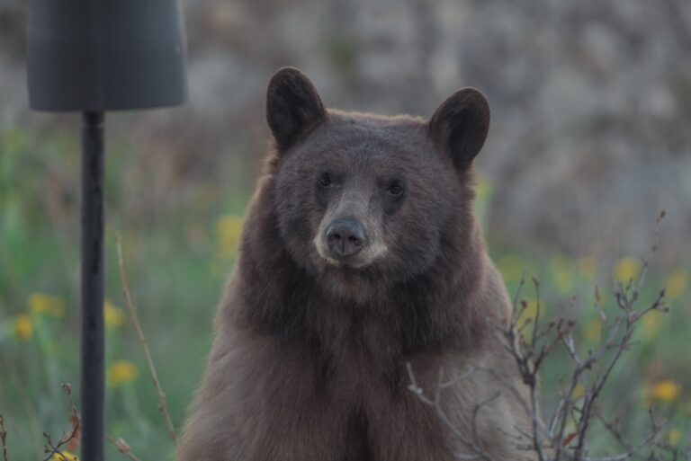 Up-Close Footage of Brown Bear Cubs Running Carefree on the Beach Is Mother Nature at …