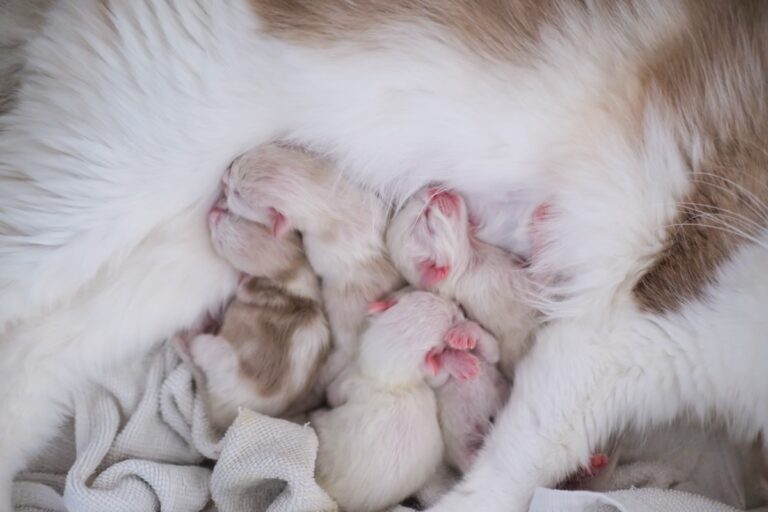 Watch This Adorable Kitten’s Hilarious and Dramatic Yawns – AOL.com