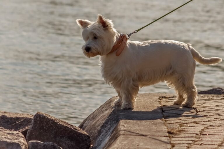 West Highland Terrier Shopping at HomeGoods Looks Completely Over It – Parade Pets
