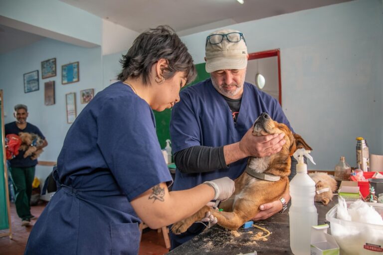 What’s the Difference Between a Veterinarian and a Vet Tech? – A-Z Animals
