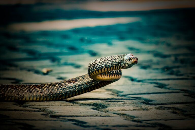 Yorkie’s Epic Fight With Snake Stuffy Ends in the Most Bizarre Twist – PetHelpful