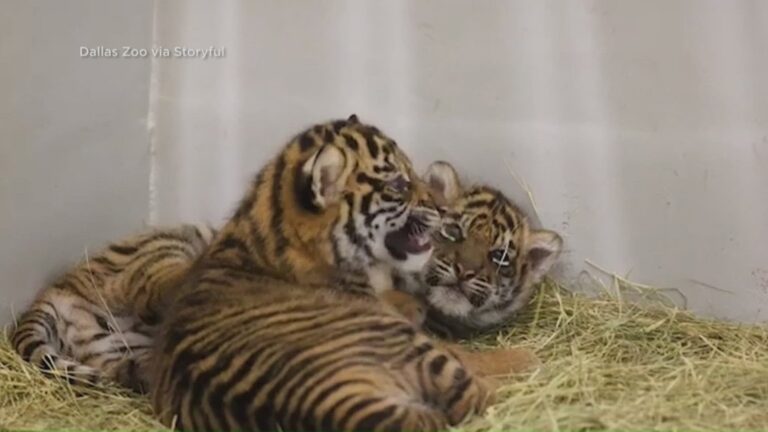 Stories celebrating pets and animals | Good Day on WTOL 11