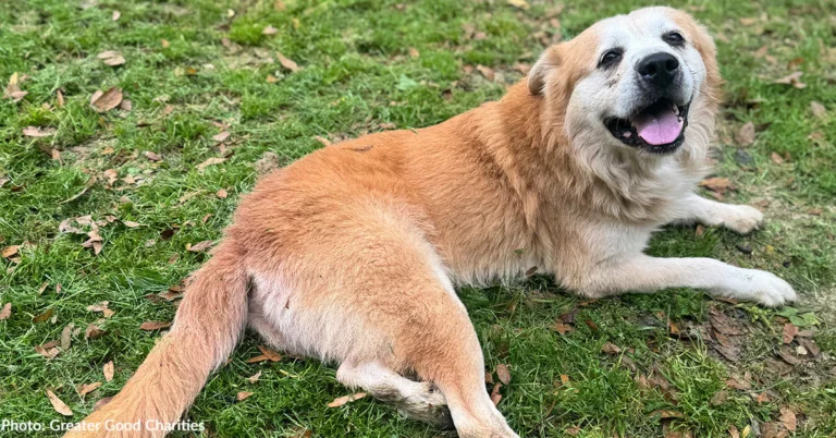 Asymptomatic Heartworm Positive Dogs at Overcrowded Shelters Eager to Board Flight to Freedom