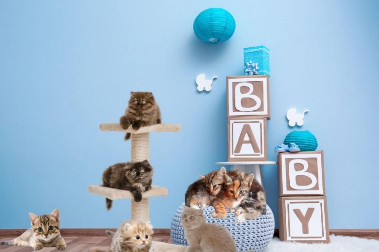 Pets Alive Annual ‘Kitten Shower’ Set For May 9th