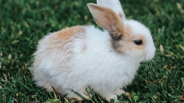 Rabbit Rescues See An Uptick In Intake Requests In Northern Colorado After Easter – K99