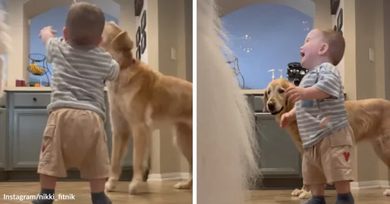 Baby and Dog Playing with Bubbles Create Adorable Infectious Laughter
