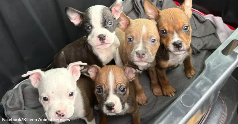 Parks Worker Opens A Taped Box In The Cold And Finds Six Puppies Fighting To Live