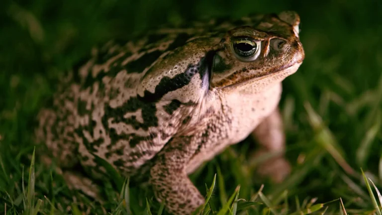 Florida toads can kill dogs within minutes with secret toxins — what pet owners need to know