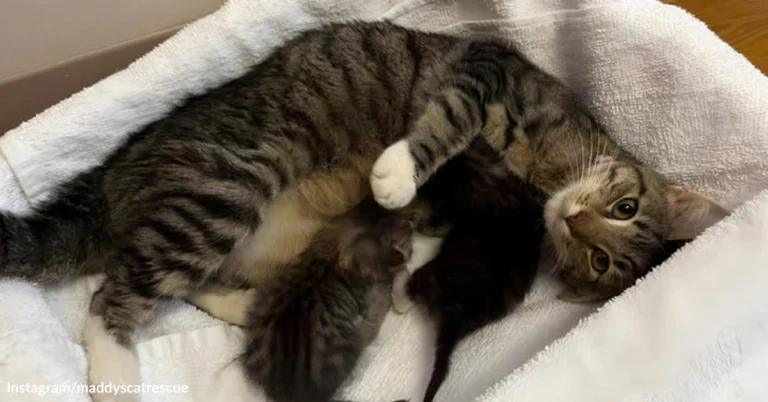 Rescue Cat Delays Her Spay Appointment By Giving Birth At The Last Possible Moment