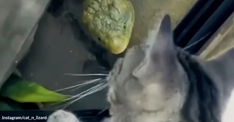 Rescue Cat Rushes Downstairs Each Morning To Kiss Her Lizard Best Friend
