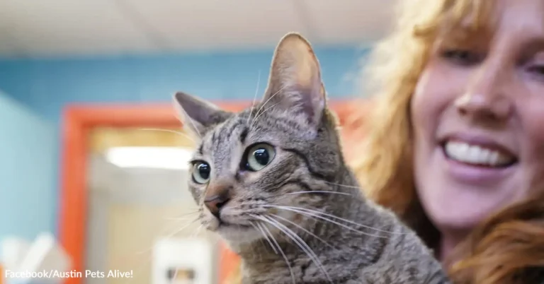 Paralyzed Shelter Cat Defies The Odds And Walks Again In An Astonishing Recovery