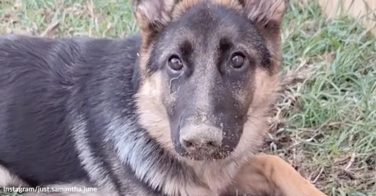Dog Gets Caught Digging A Giant Backyard Hole And Looks Proud Of Every Inch