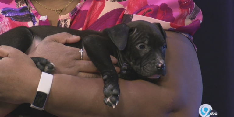 Adoptable Pets of the Week: Puppies from Friends Forever Animal Rescue | WSYR