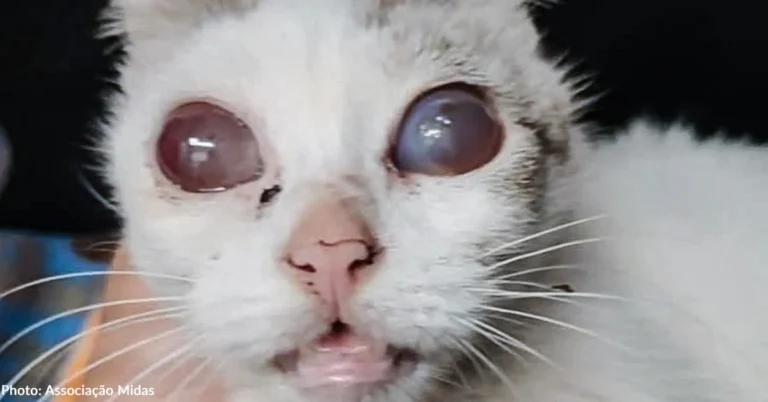 Sick Cat Abandoned Outside Shelter in Cold Needs Emergency Care