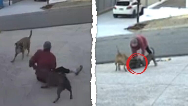 Shocking vision reveals Dianella woman’s horror as pair of vicious dogs hospitalise her and …