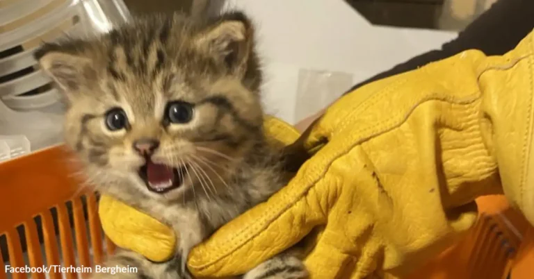 Shelter Staff Discover Tiny Rescue Kitten Is Really A Wild Predator