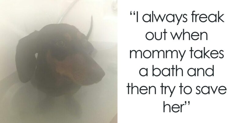95 Mischievous Pets Got Publicly Shamed For Their Hilariously Bad Behavior Moments