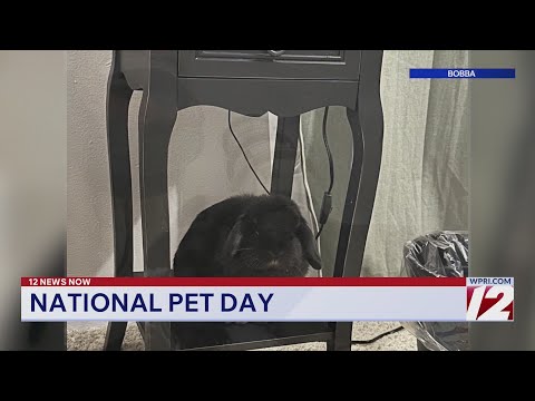 WPRI 12 celebrates National Pet Day – YouTube