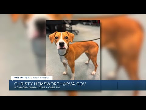 Paws for Pets: Ninja Warrior, a cute hound mix who has lots of energy! – YouTube
