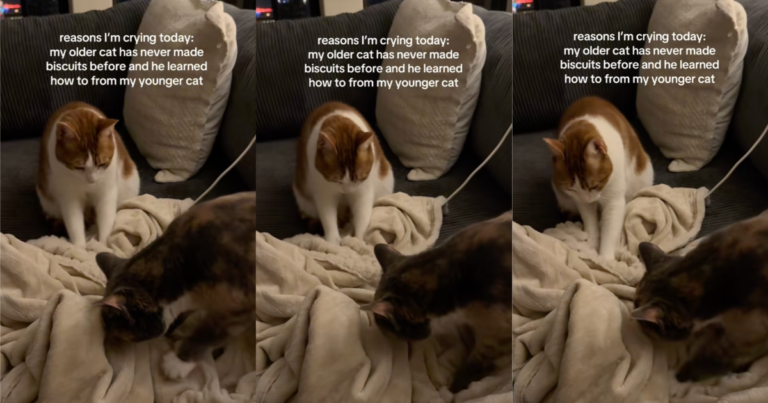 ‘Why is this so cute to me?’ – A Cat Showed Its Older Sibling How To Make Biscuits On A Blanket