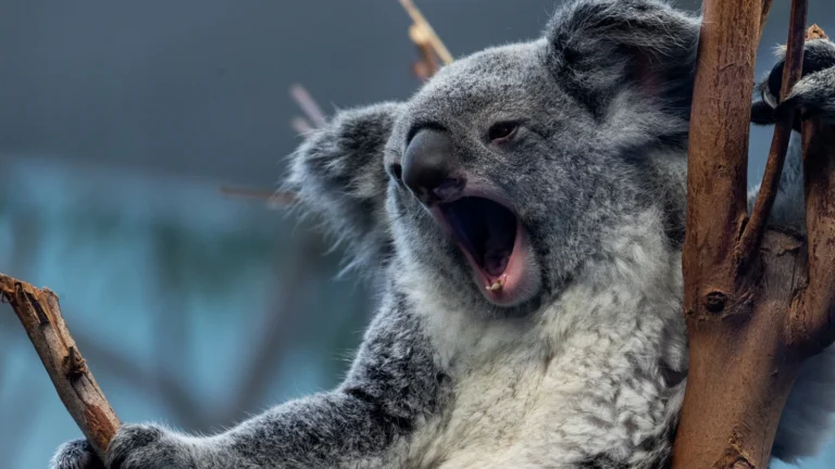 Adorable animals with a dark secret | Pets-animals News – The Indian Express