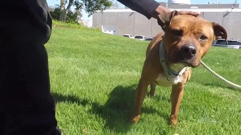 Pets on Set: Gus – YouTube