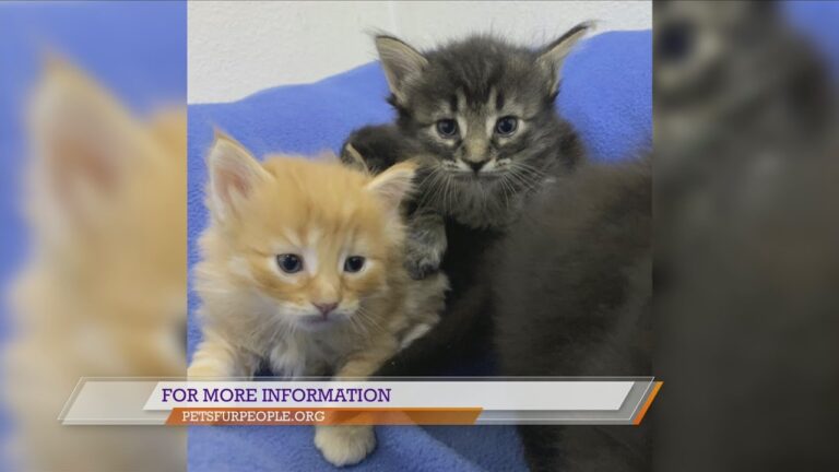 Pets Fur People: Meet Eddy Boy and Rosalie – YouTube