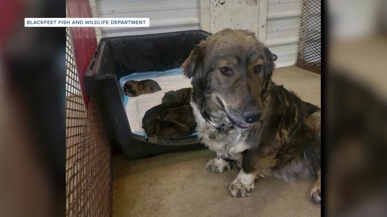 Roundup of dogs on Blackfeet Reservation causes concern – YouTube