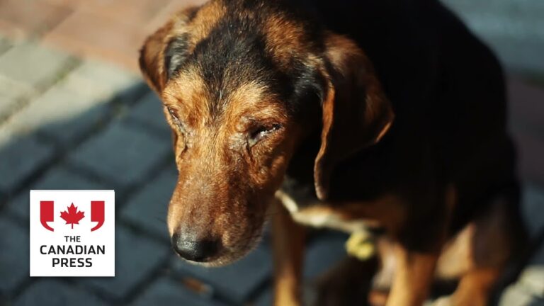 Ontario owed $10M from alleged animal abusers – YouTube