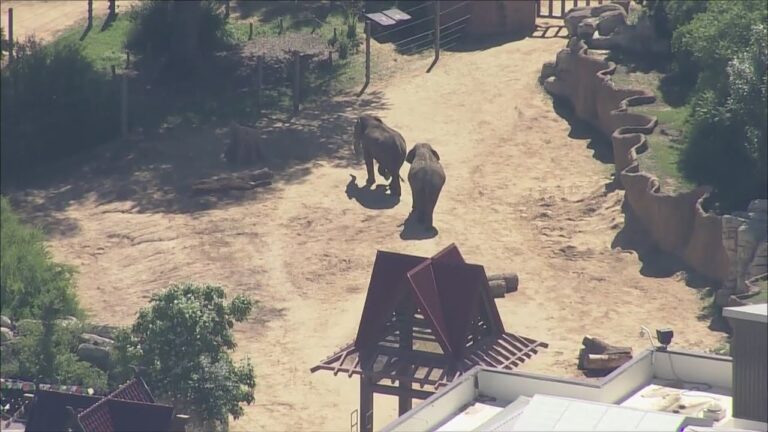 C is for Conservation at the Denver Zoo Conservation Alliance – YouTube