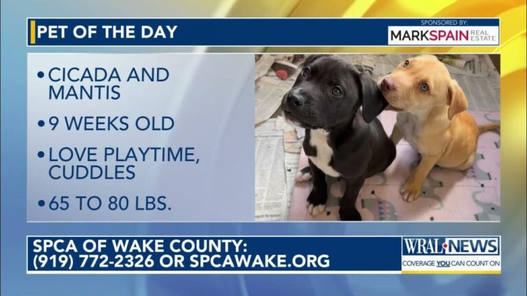 Pet of the Day for April 2, 2026 – YouTube