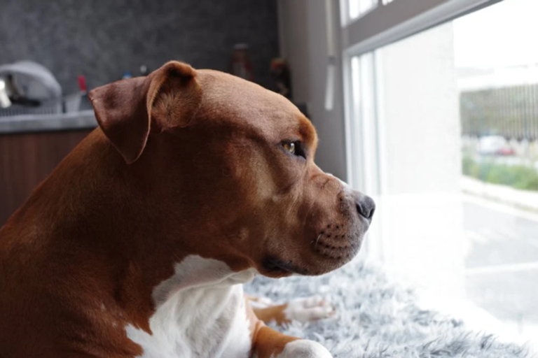 Dog mom shares adorable video of the ‘chores’ her pit bull pup thinks she’s doing