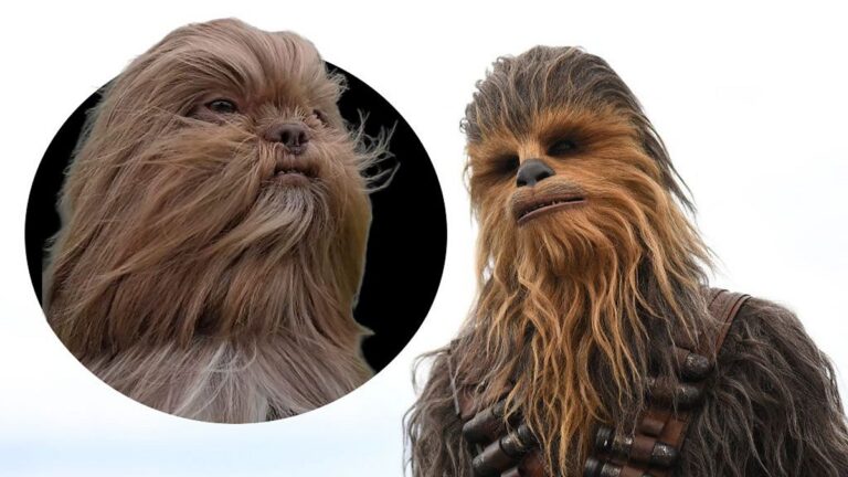 From Chewbacca the dog to Ed Sheeran the cat: Viral pet lookalikes – BBC Bitesize