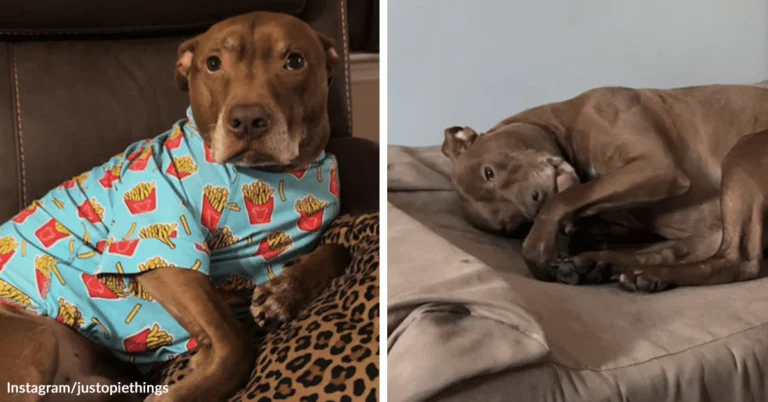 Pit Bull Raised By Cats Grows Up Convinced He Is One Of Them | The Animal Rescue Site