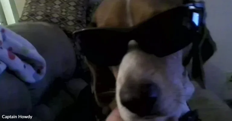 Abandoned, Sick And Suffering, One Little Dog Finds Safety At Last | The Animal Rescue Site