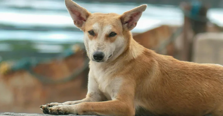 Street Puppy Disappears For Months Then Finds The Home He Was Meant For