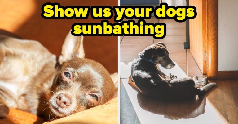 Show Us Your Pets Basking In Sunlight – BuzzFeed